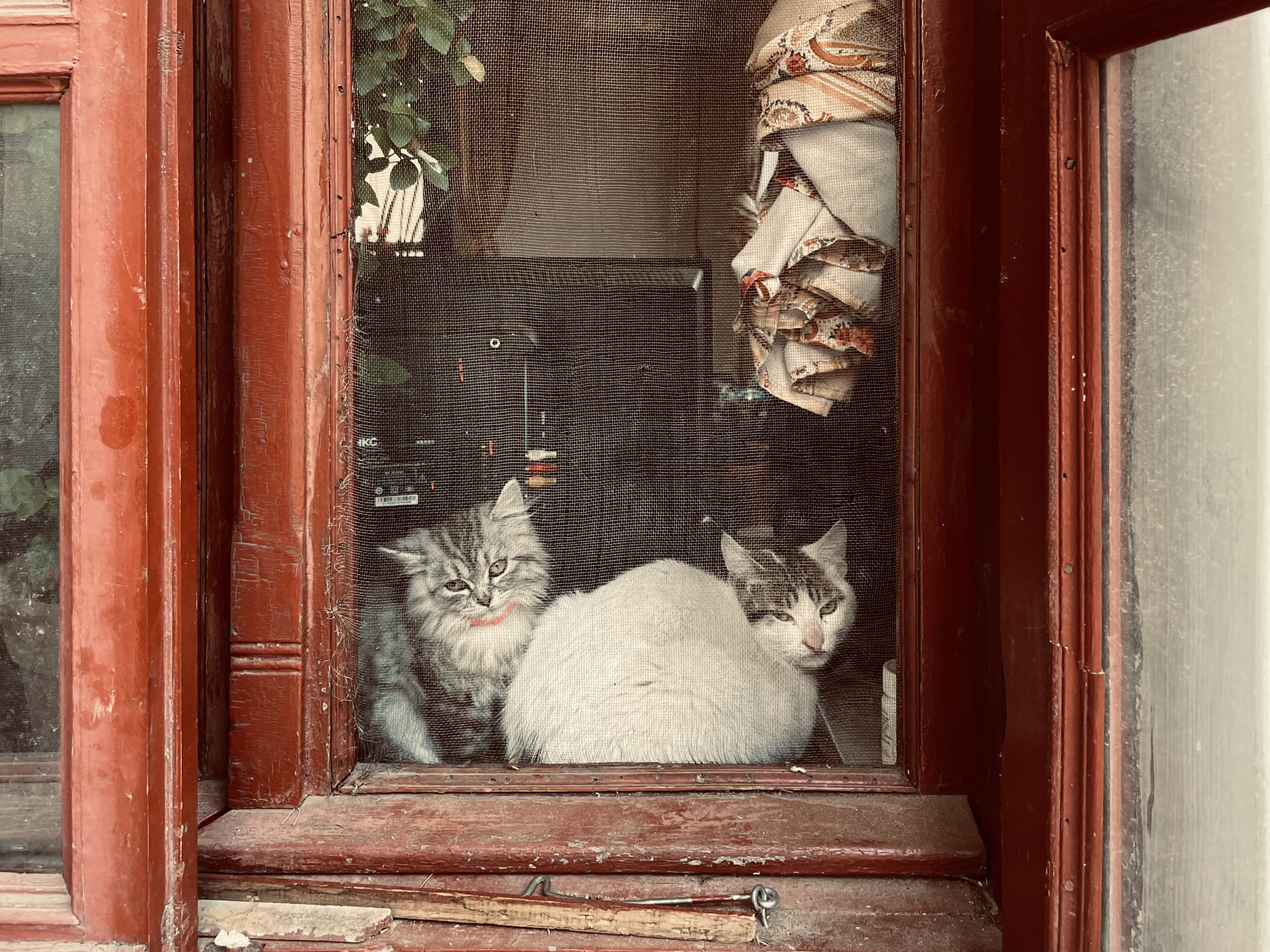 IMG_0709.jpg|undefined