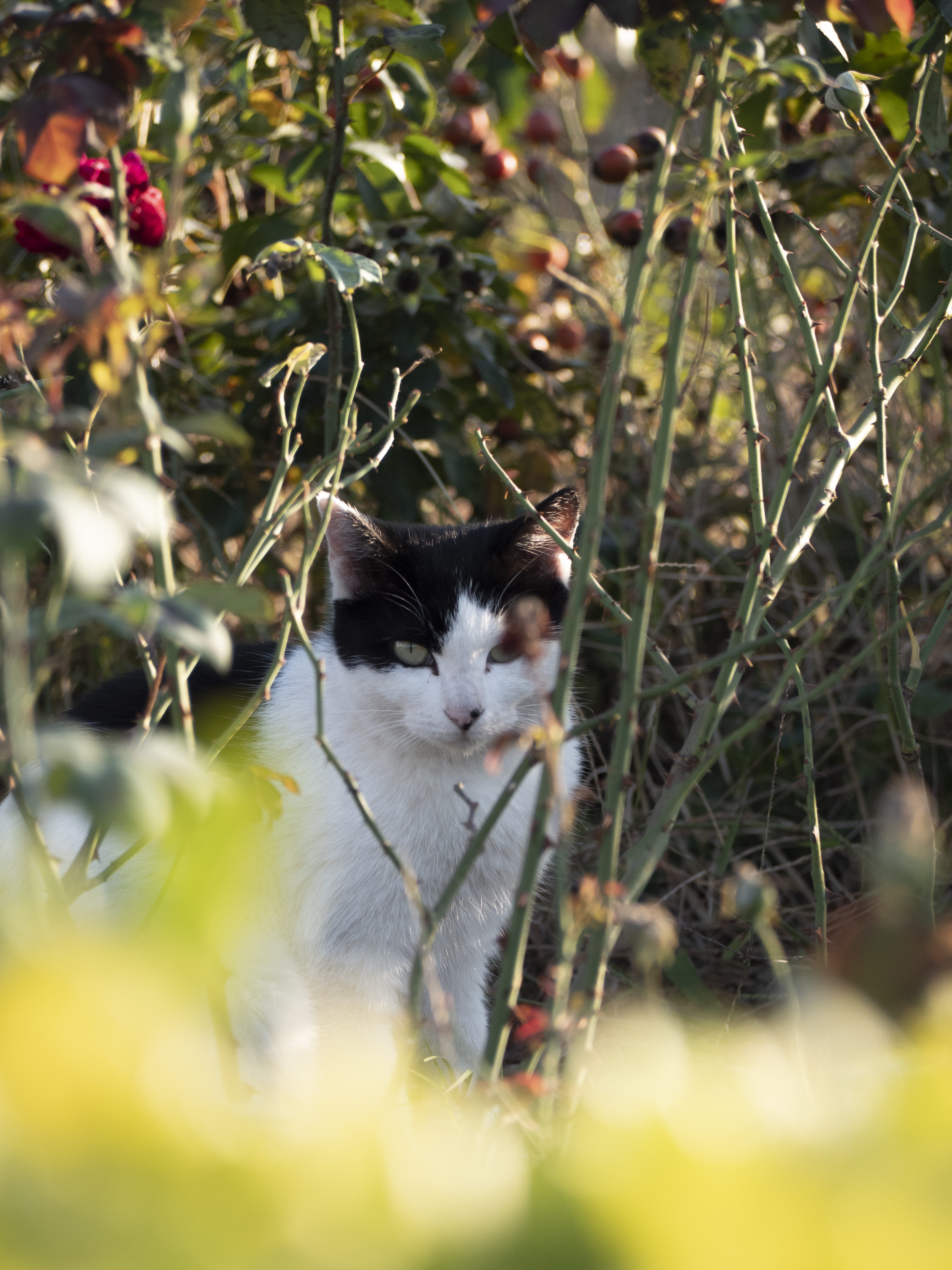 IMG_1813.jpg|undefined