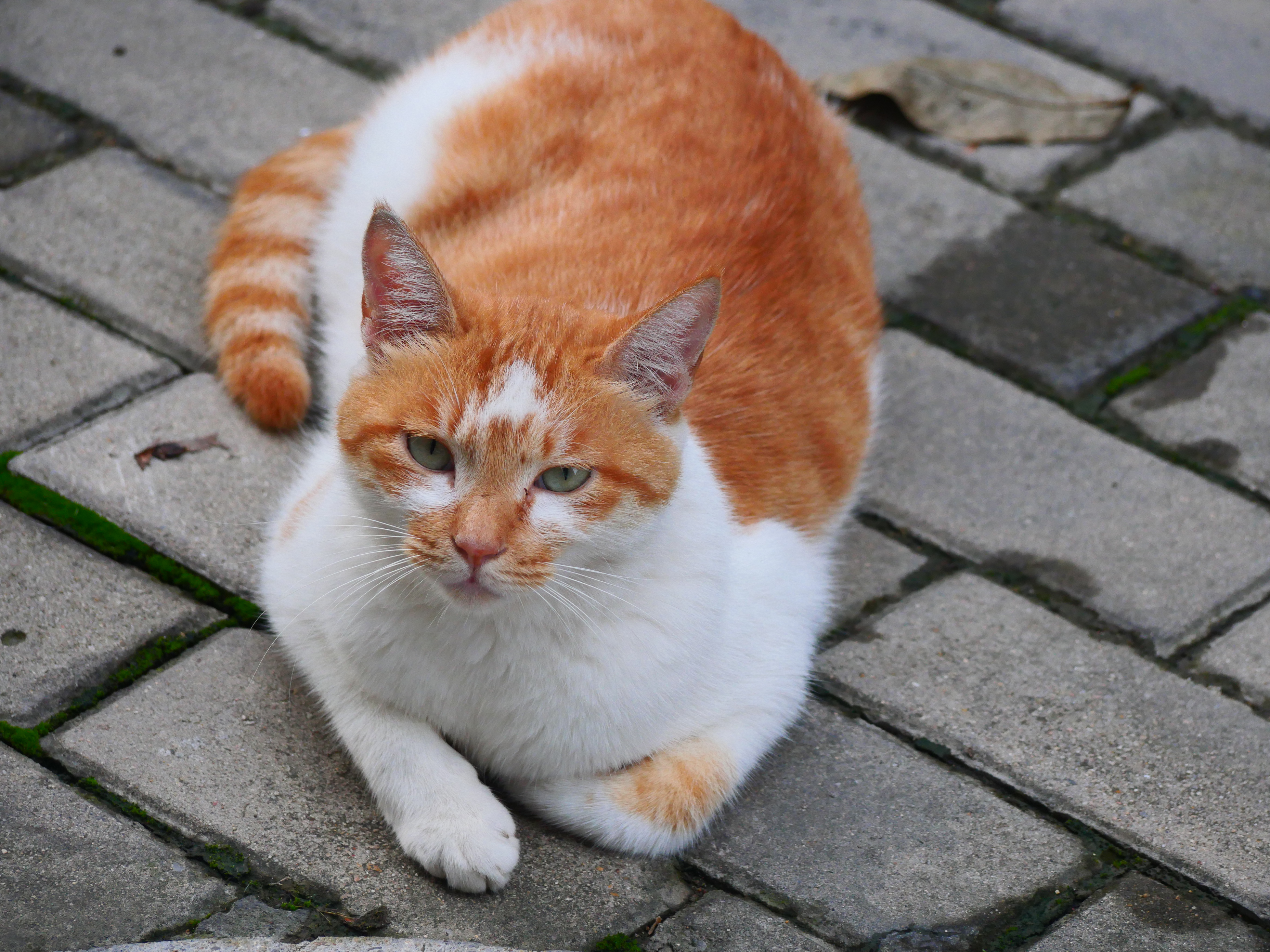 P1012653.jpg|undefined